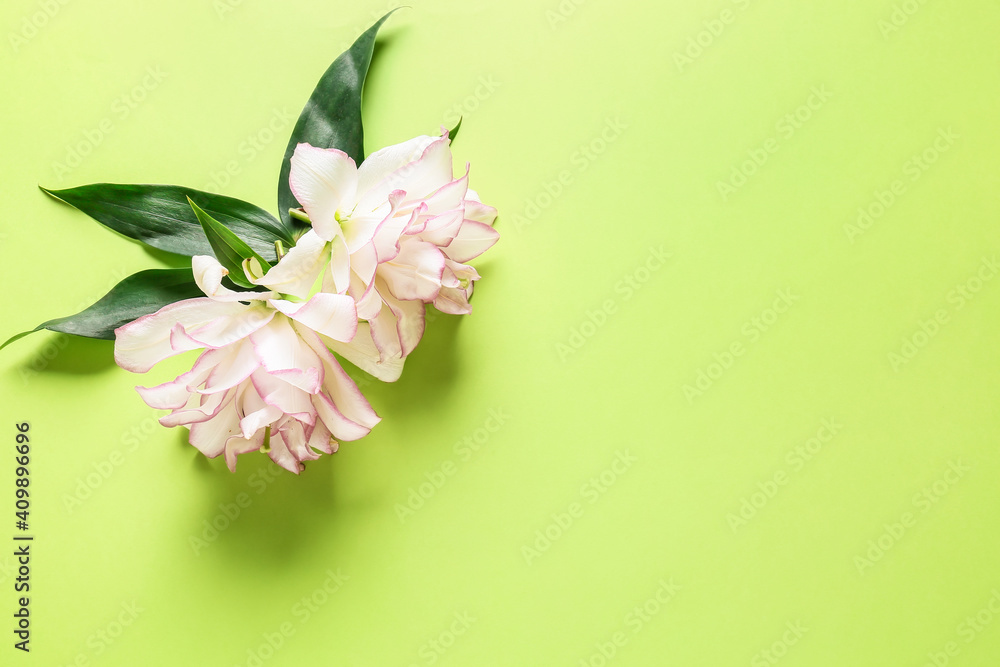 Fototapeta premium Beautiful lilies on color background