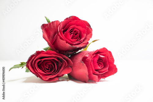 Red rose on a white background. A beautiful romantic flower  a symbol of love. Space for your text