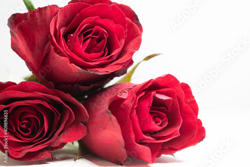 Red rose on a white background. A beautiful romantic flower  a symbol of love. Space for your text