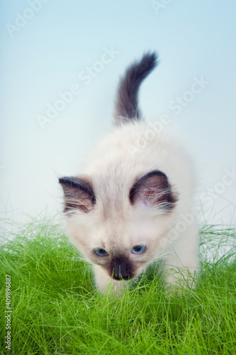 Smelling grass photo