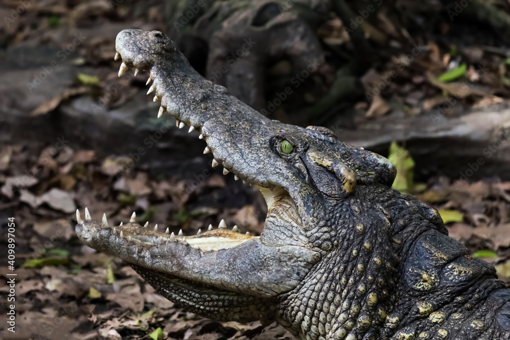 Fototapeta premium Close up crocodile is action show head in garden