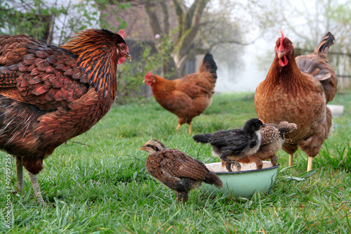 Mother hens with chickens in the spring garden while feeding. Domestic, free range welfare breeding. Natural poultry farming.  Vlaska, old traditional breed.