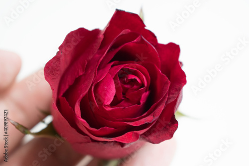 Red rose on a white background. A beautiful romantic flower, a symbol of love. Space for your text