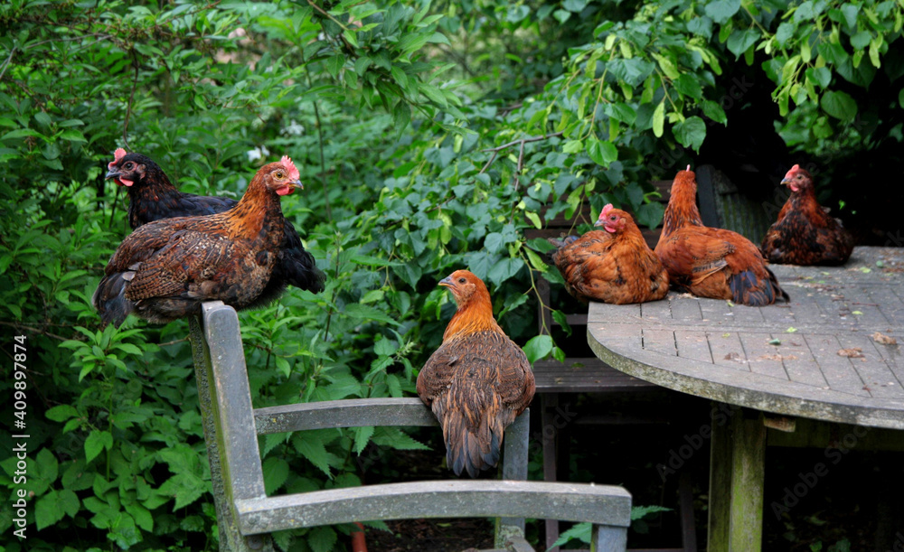 Fototapeta premium Young roosters and hens resting on garden furniture. Welfare, free range breeding of happy poultry. Funny chickens during a siesta.