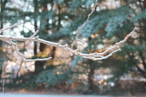 Iced Branch