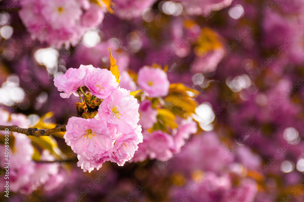 pink cherry blossom close up. beautiful nature scenery in morning light. spring freshness concept pink cherry blossom close up. beautiful nature scenery in morning light. spring freshness concept