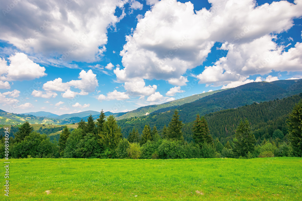 rural landscape in carpathian mountains. summer nature scenery with trees on the meadow. fluffy clouds on the bright blue sky. beautiful view in to the distant hills and valley