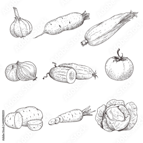 Hand drawn sketch style vegetables set. Garlic, beet, corn, onion, cucumber, tomato, potato, carrot and cabbage. Eco farm fresh products. Vector illustrations.