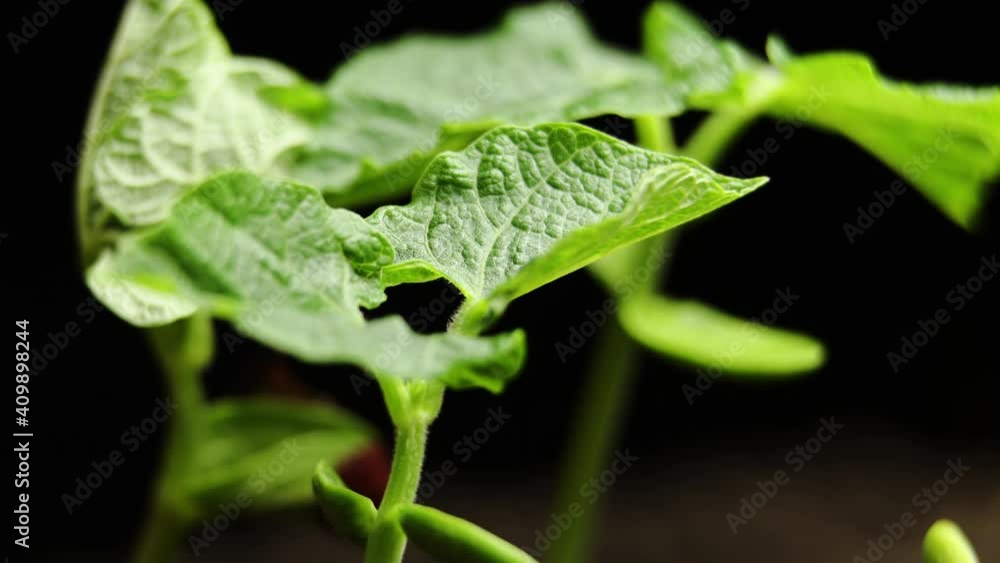 Growing Plant in timelapse, Fresh green leaves, sprouts germination newborn green bean plant in greenhouse agriculture, Develops after germination