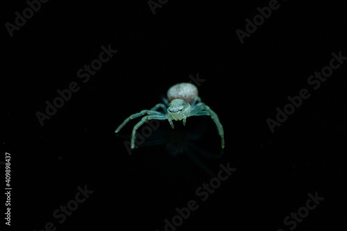 small green blue spider