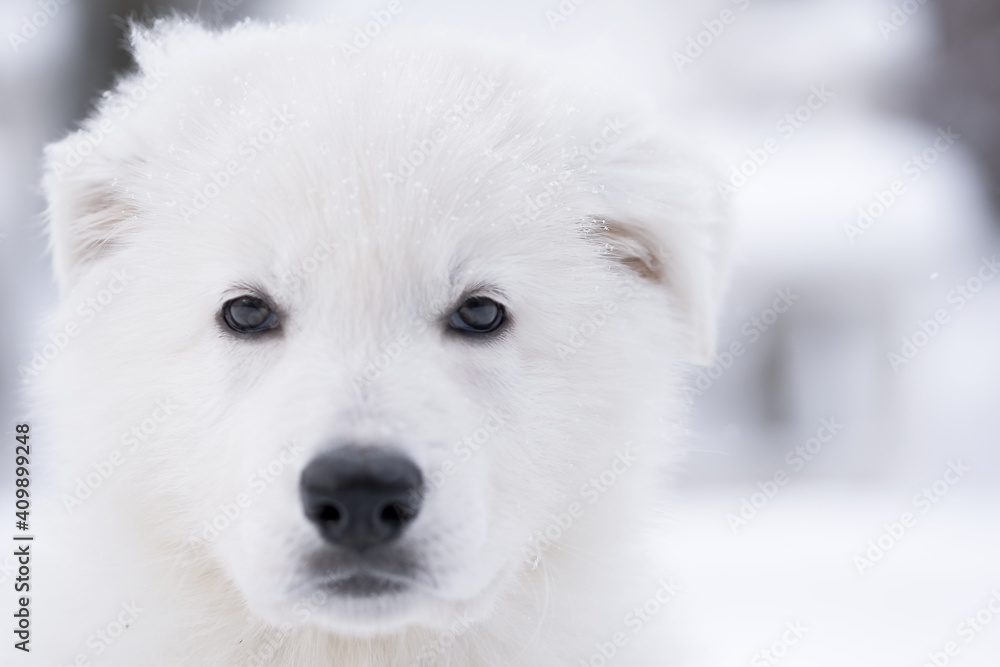 white swiss shepherd dog in snow white swiss shepherd dog in snow