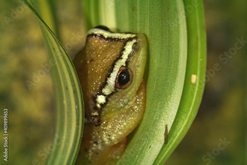 Closeup shot of an African reed frog hiding in between green leaves photo