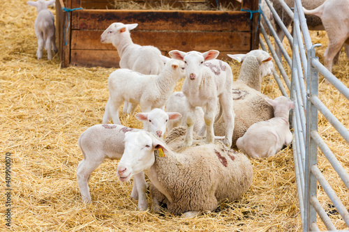 Sheep on the farm, Provance, France