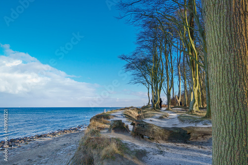 Gespensterwald Heiligendamm, Mecklenburg-Vorpommern, Deutschland photo