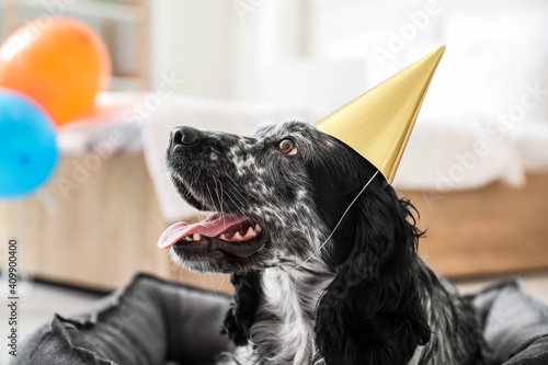 Cute dog celebrating birthd...