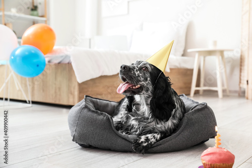 Cute dog celebrating birthd...