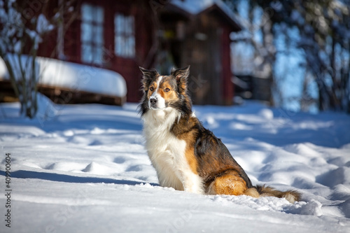 Border Collie im Winter