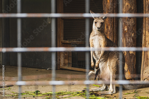 A kangaroo staring at us in Ueno, Japan