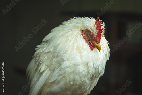 portrait of a sleeping chicken in Ueno, Japan