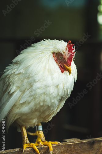 portrait of a sleeping chicken in Ueno, Japan