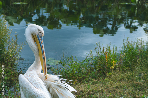 a pelican on the lake in Ueno, Japan