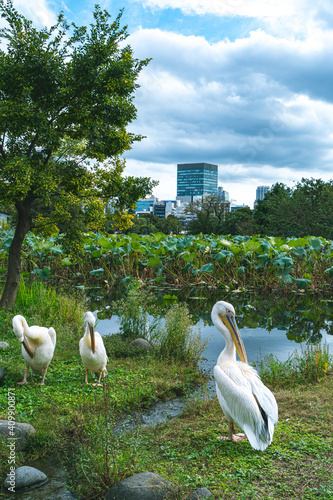 pelicans on the lake in Ueno, Japan