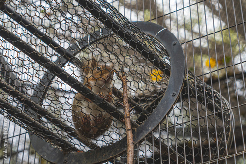 a fracture in the cage in Ueno, Japan