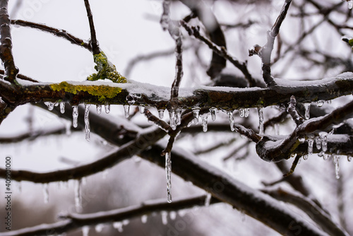 Baum im Winter mit gefrorenen   sten und Eiszapfen