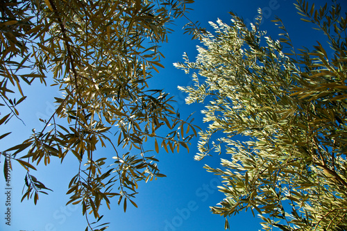 Olive picking in the olive groves of Sierra Morena, Jaen, Andalucia, Spain, Europe