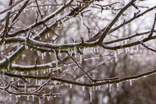 Wallpaper Mural Baum im Winter mit gefrorenen Ästen und Eiszapfen Torontodigital.ca