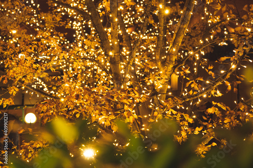 a golden Illuminated tree in Ebisu, Japan