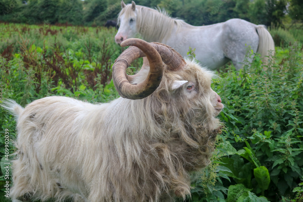 Fototapeta premium Irish Goats