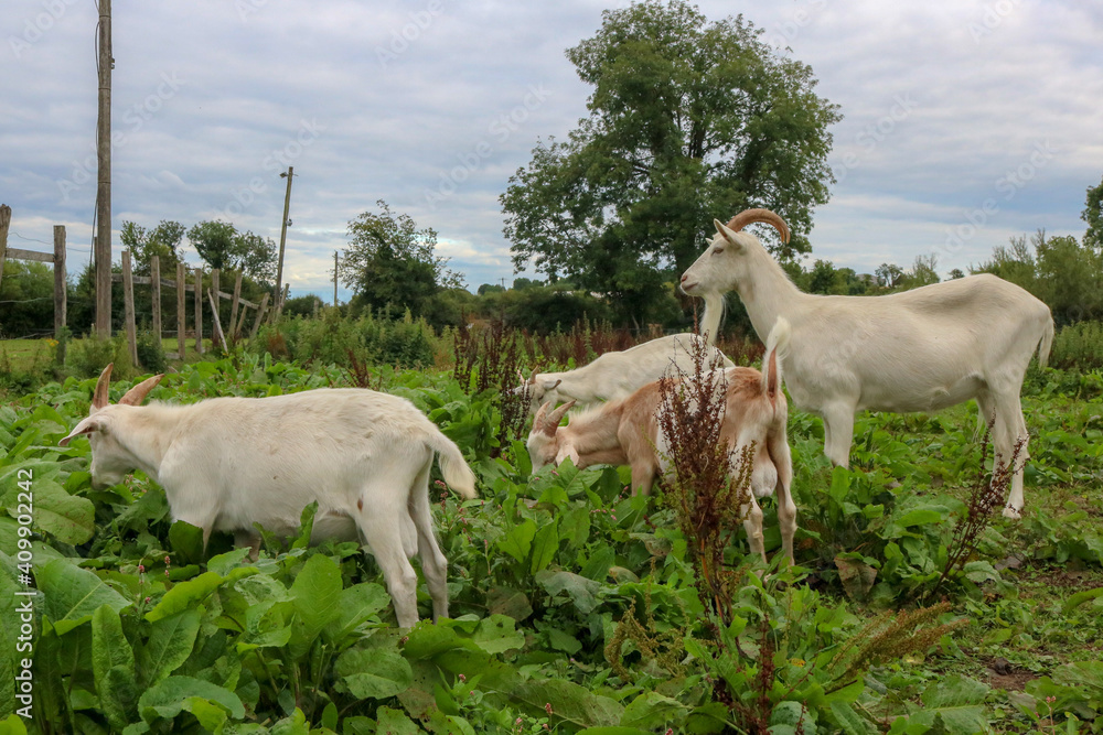 Fototapeta premium Irish Goats
