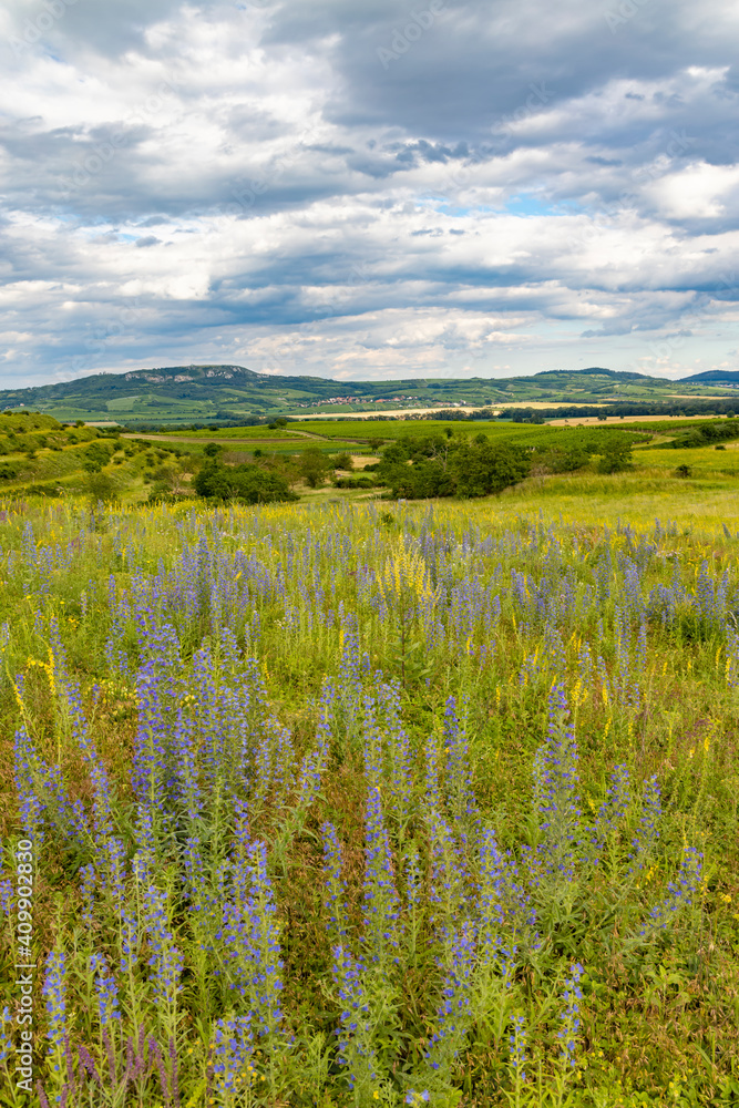 Fototapeta premium Spring landscape in Palava near Dolni Dunajovice, Southern Moravia, Czech Republic