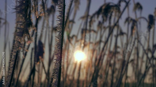 Wallpaper Mural Macro shot of frozen reed plants with beautiful sunshine in background Torontodigital.ca