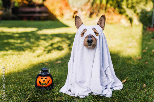 Black small dog mutt in ghost costume for Halloween. 
Mały pies kundelek w stroju ducha na Halloween.
