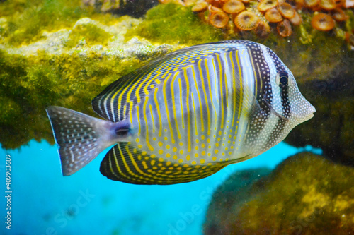 Blue and Yellow Fish in Aquarium 