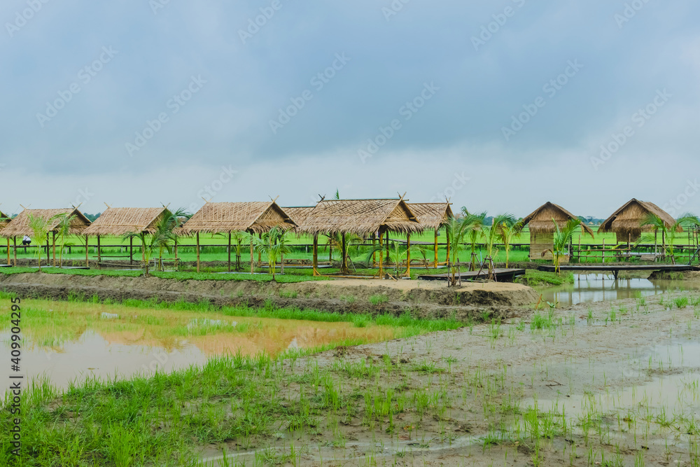 View of many huts in the rice fields that have just been cultivated after the rain stopped View of many huts in the rice fields that have just been cultivated after the rain stopped