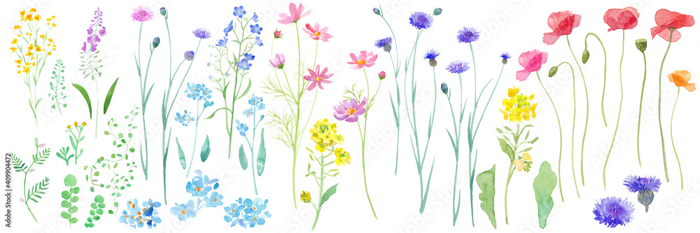 春の野原に咲く花の水彩イラスト。 春の野原に咲く花の水彩イラスト。