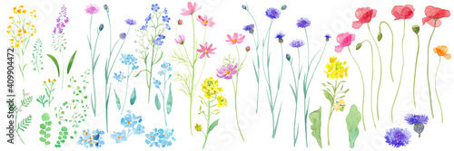 春の野原に咲く花の水彩イラスト。