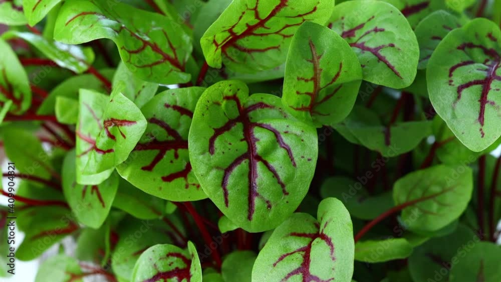 close up red sorrel leaves 