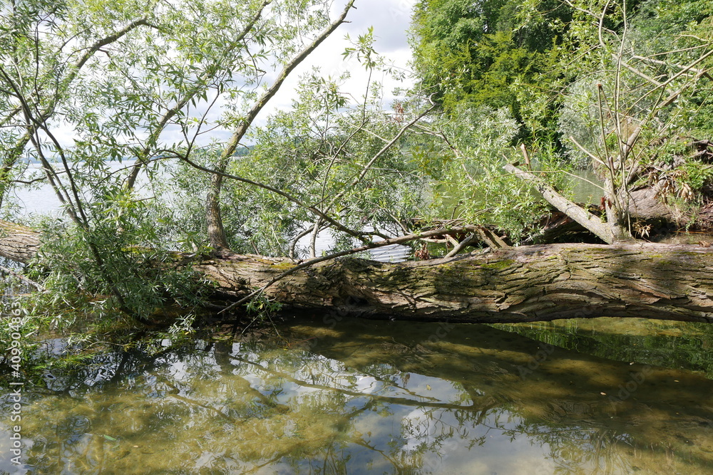 Umgefallener Baum im See - Naturschutz Umgefallener Baum im See - Naturschutz