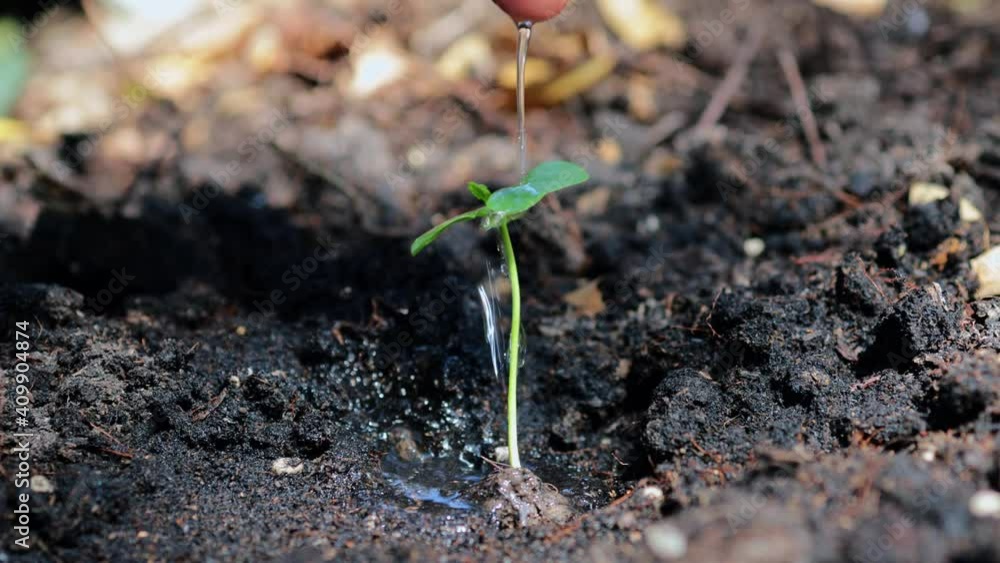 Farmer hand watering a young plant seedlings into the soil , Plant seedling Farmer hand watering a young plant seedlings into the soil , Plant seedling