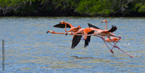 American flamingoes in Mexico