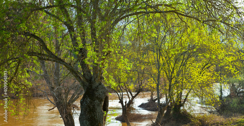 Fresneda en el río Jándula, Parque Natural Sierra de Andújar, Jaen, Andalucía, España photo