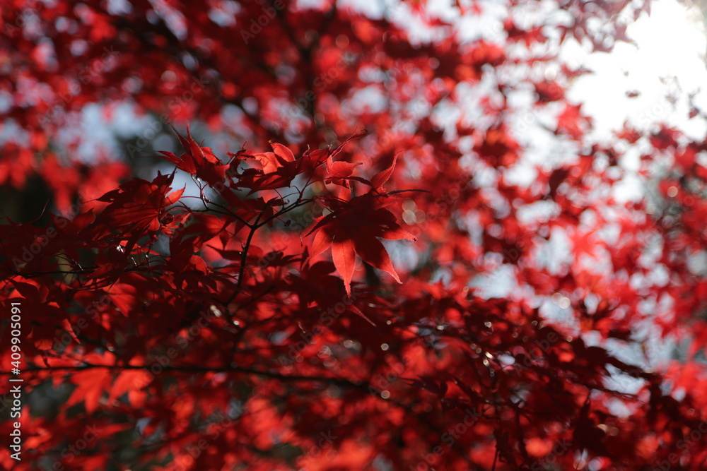 Autumn Colors Japan, Red japanese maple leaves background Autumn Colors Japan, Red japanese maple leaves background