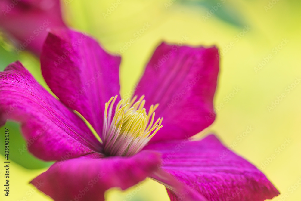Beautiful purple clematis flower on natural background close up