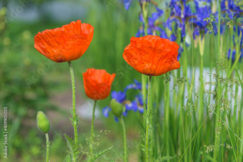 Close up for beautiful red poppy in bloom in the summer garden. 
