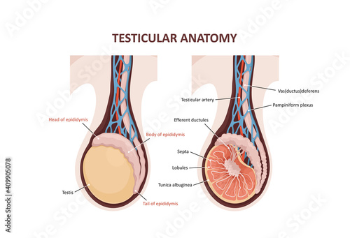 Testicular anatomy. Illustration of a cross section of male testis. photo