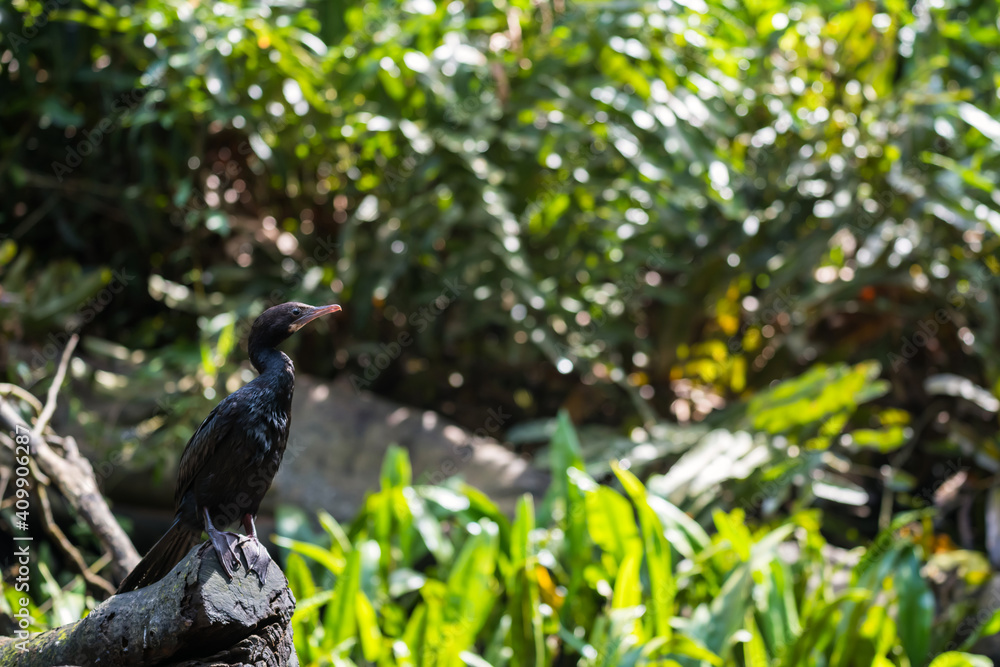 Fototapeta premium Great Cormorant bird on wood in wild forest,